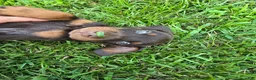 Doberman Pinscher dogs for sale: Copper - Ad 6