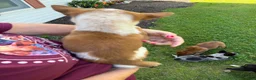 Australian Cattle Dog dogs for sale: Australian Cattle Dog 1 - Ad 2