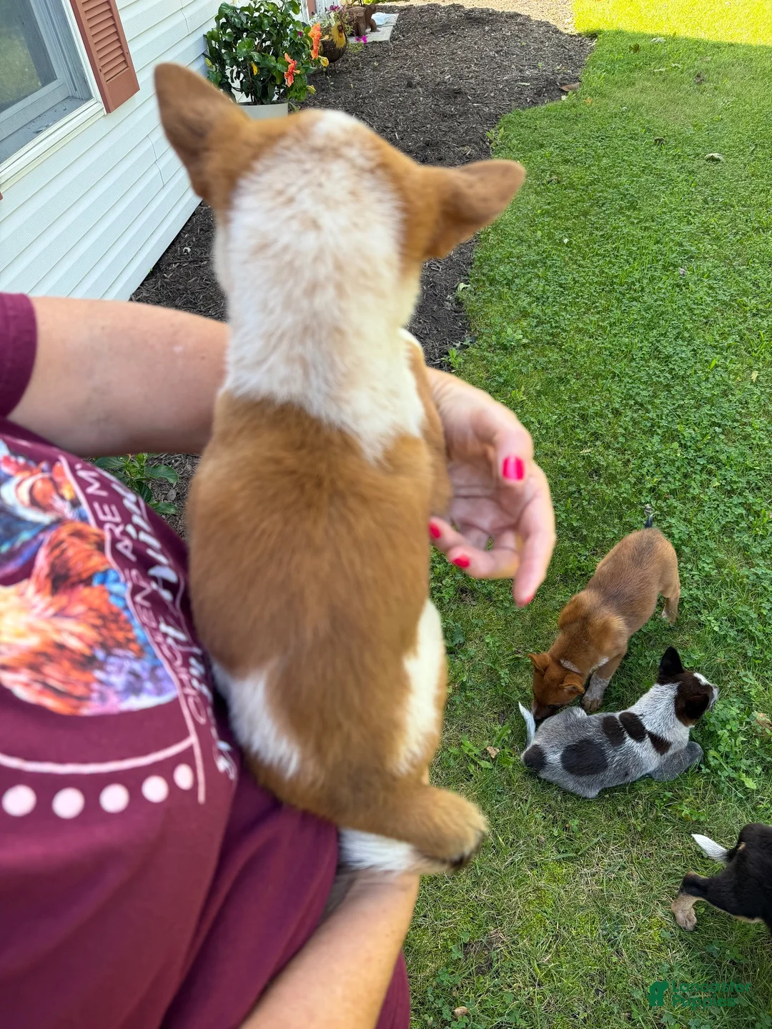 Australian Cattle Dog dogs for sale: Australian Cattle Dog 1 - Ad 2