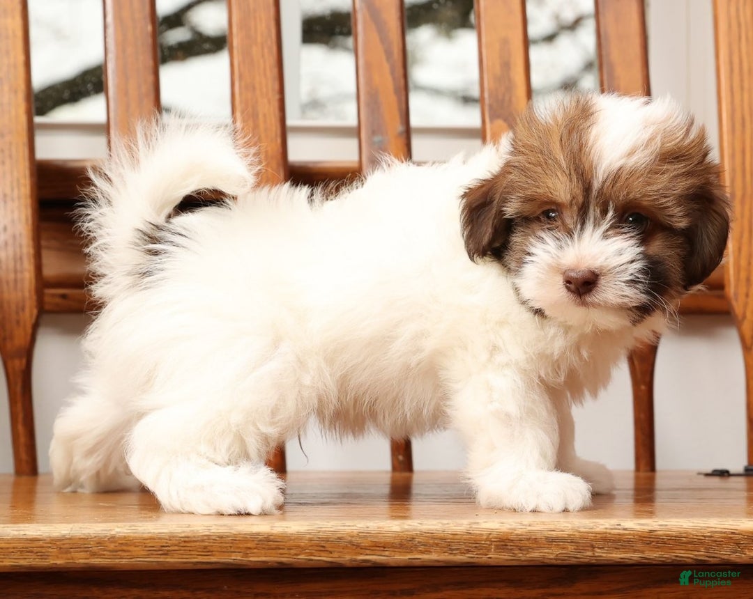 Havanese dogs for sale: Rex - Ad 7