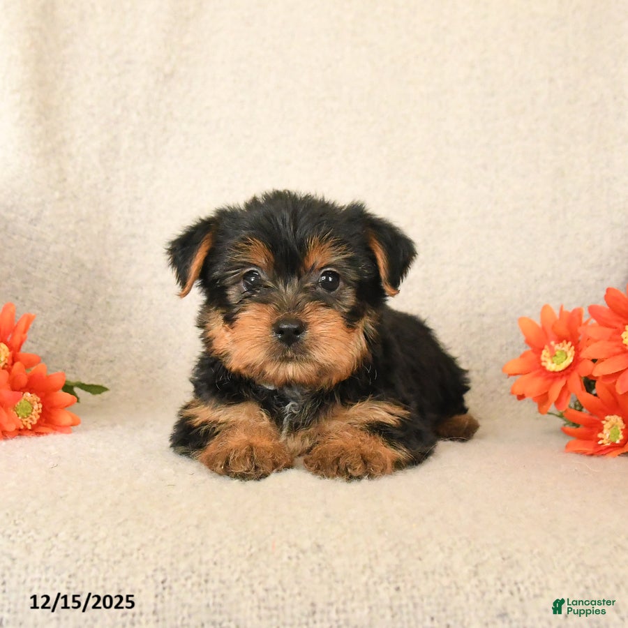 Yorkshire Terrier dogs Chai - Ad 31