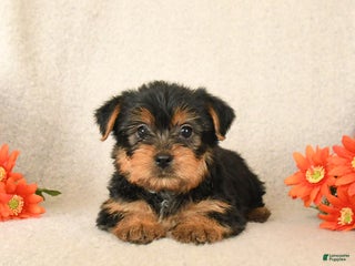 Yorkshire Terrier dogs Chai - Ad 6