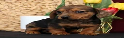 Miniature Dachshund dogs for sale: Neil Special Needs - Ad 7