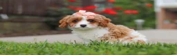 Cavapoo dogs for sale: Gracie - Ad 3
