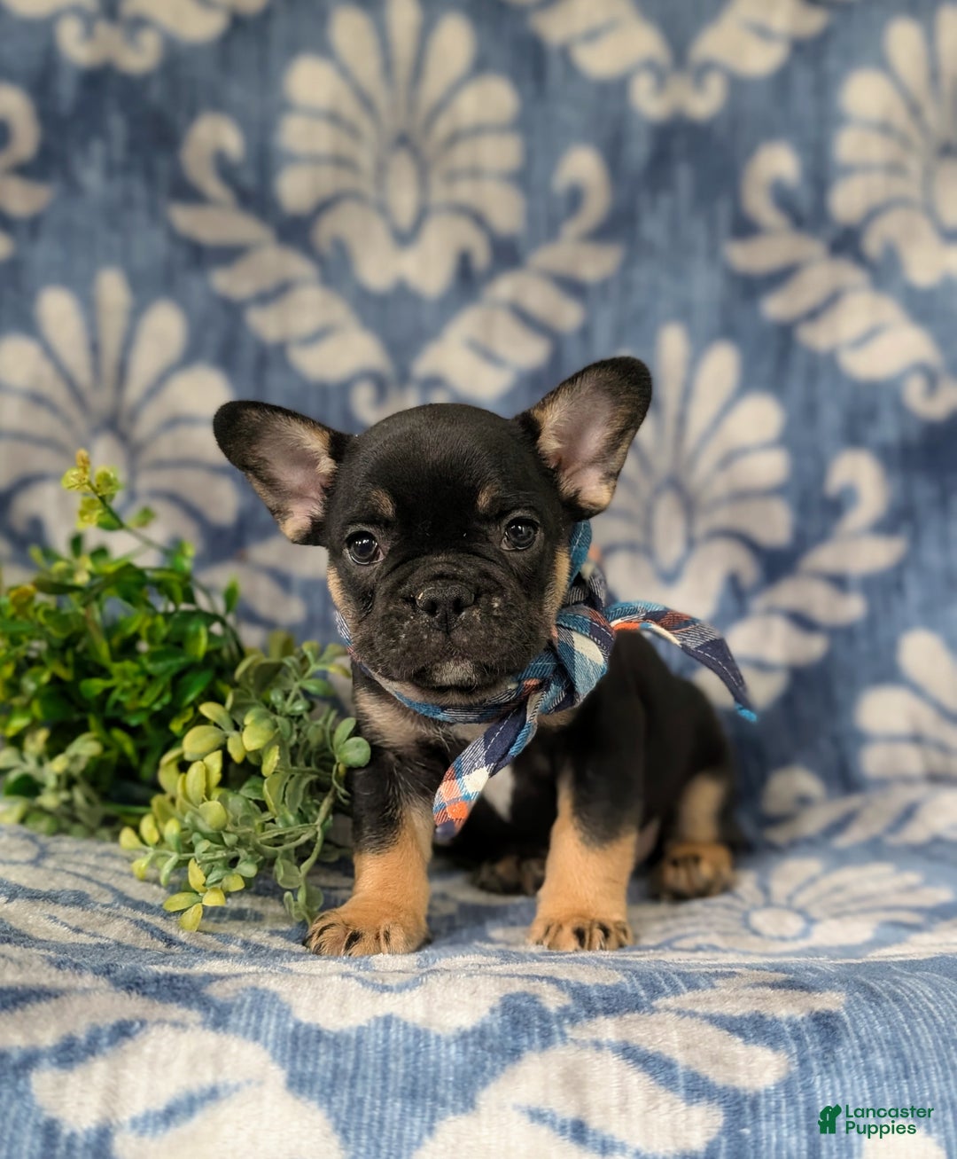 French Bulldog dogs for sale: Nadia - Ad 25