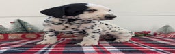 Dalmatian dogs for sale: Jasper - Ad 9