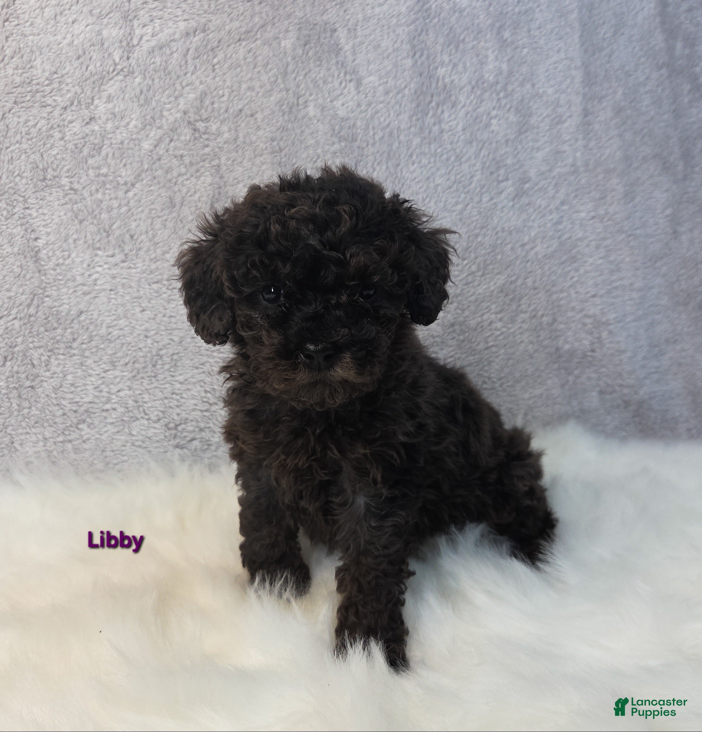 Miniature Poodle dogs Libby - Ad 31