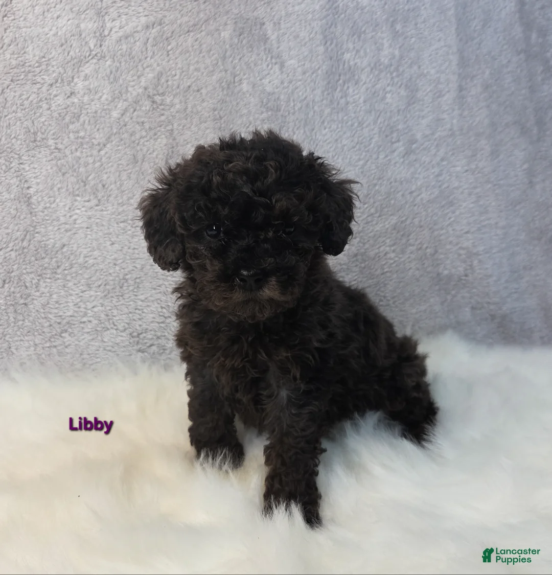 Miniature Poodle dogs for sale: Libby - Ad 1