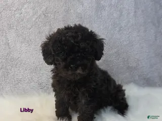Miniature Poodle dogs Libby - Ad 31