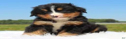 Bernese Mountain Dog dogs for sale: Arolo - Ad 3