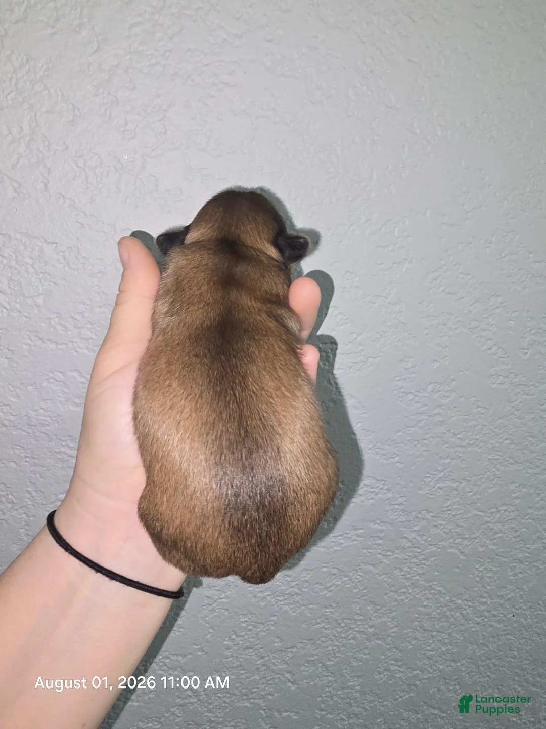 Shih Tzu dogs for sale: Shih Tzu 1 - Ad 2
