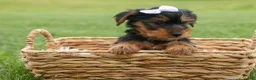 Yorkshire Terrier dogs for sale:  Bowie 🐶✨ - Ad 8