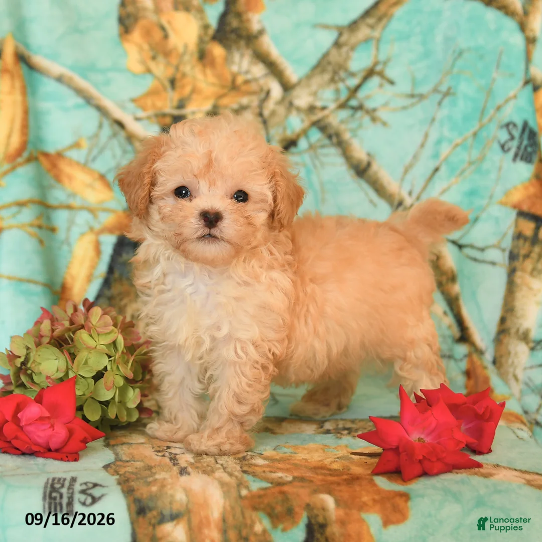 Maltipoo dogs for sale: Precious - Ad 3