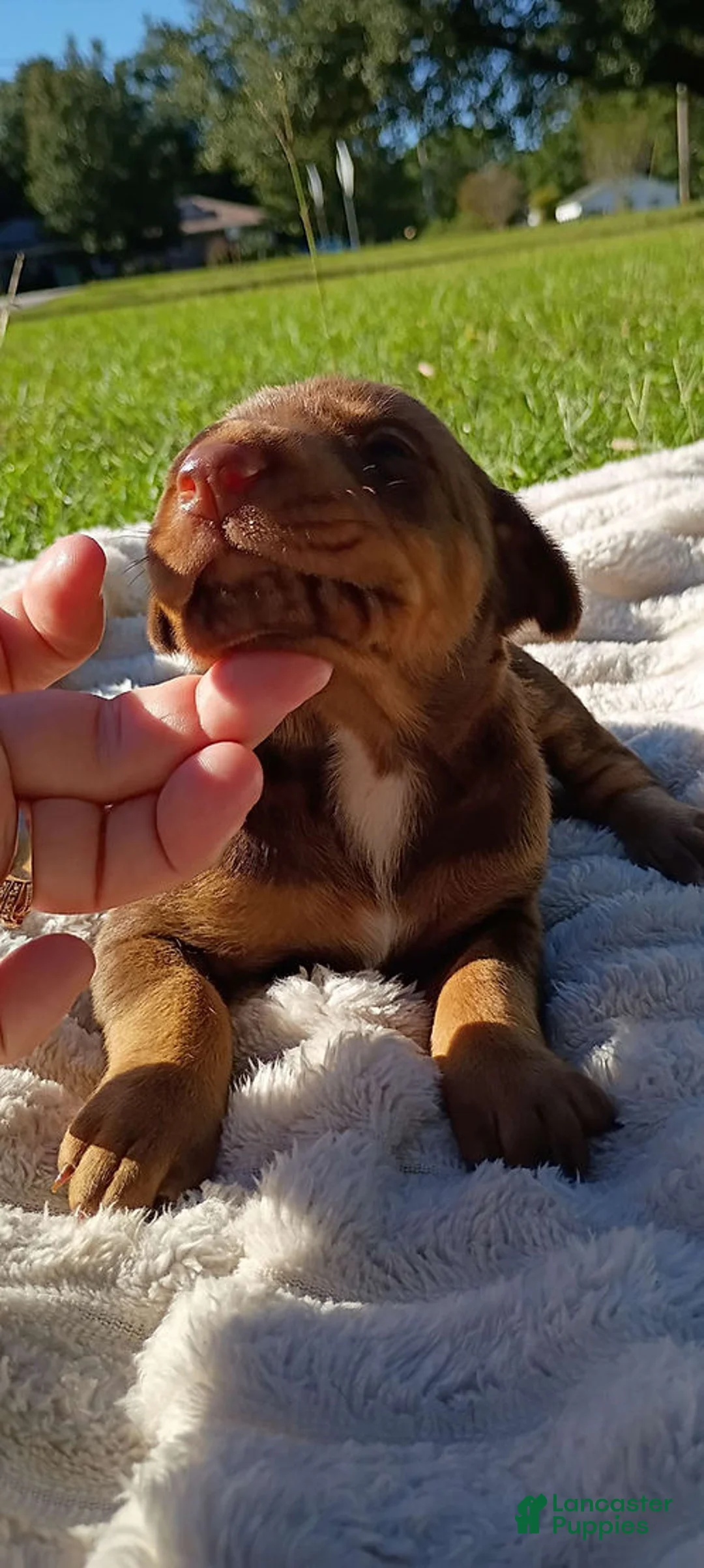 Doberman Pinscher dogs for sale: Scarlett - Ad 1