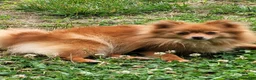 Pomeranian dogs for sale: Tim - Ad 2