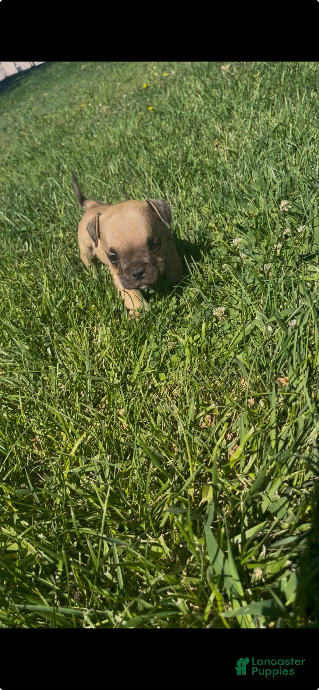 American Bully dogs for sale: American Bully 5 - Ad 1
