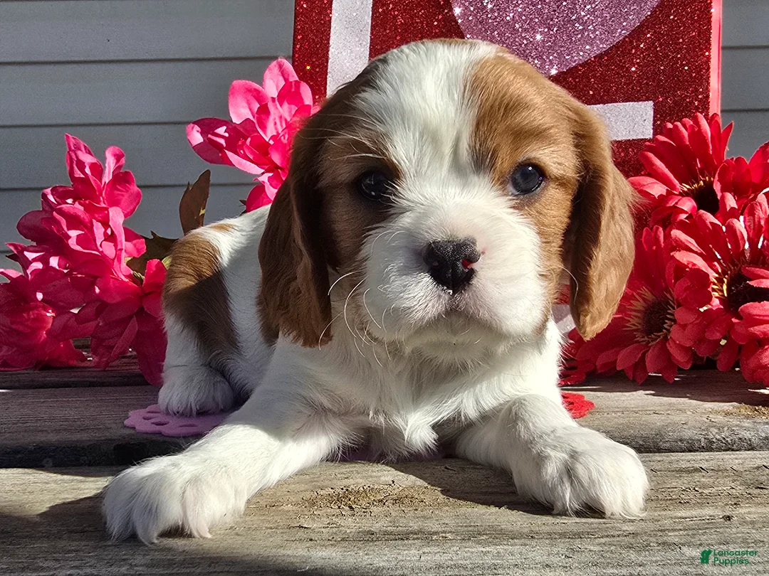 Cavalier King Charles Spaniel dogs for sale: Dolly - Ad 13