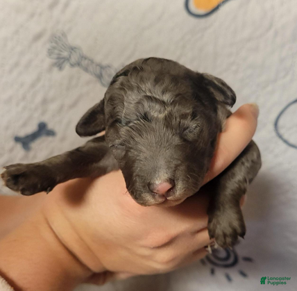 Goldendoodle dogs for sale: Sirrus - Ad 2