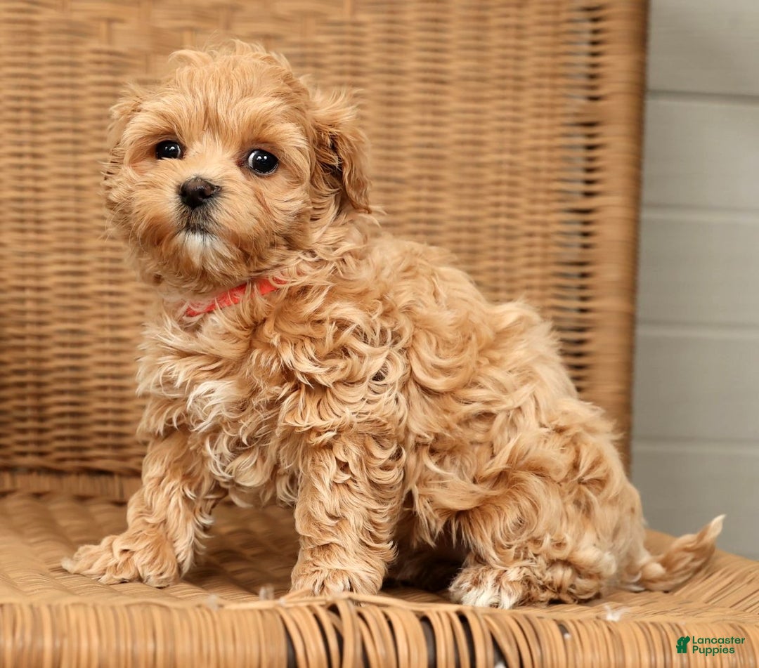 Maltipoo dogs for sale: Bella - Ad 8
