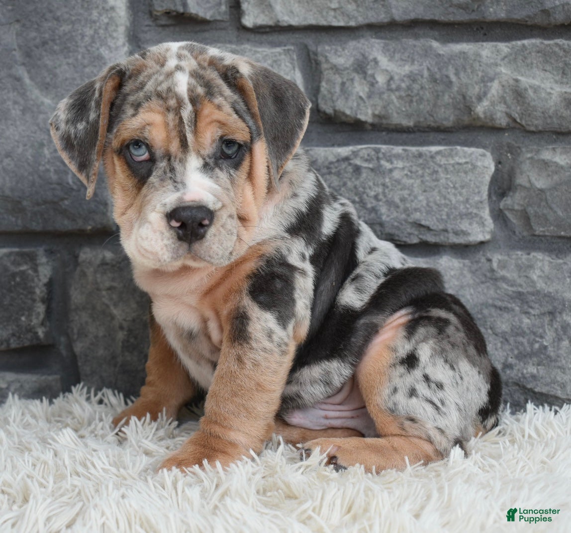 Beabull dogs Maverick  - Ad 1