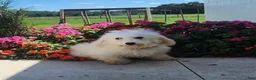 Teddy Bear dogs for sale: Teddy - Ad 11