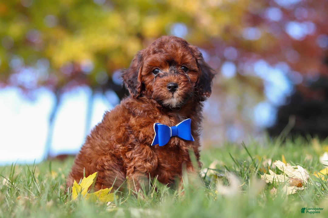 Miniature Poodle dogs for sale: Green Bean - Ad 4