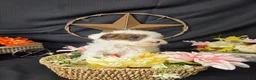 Miniature Poodle dogs for sale: Zoe - Ad 7