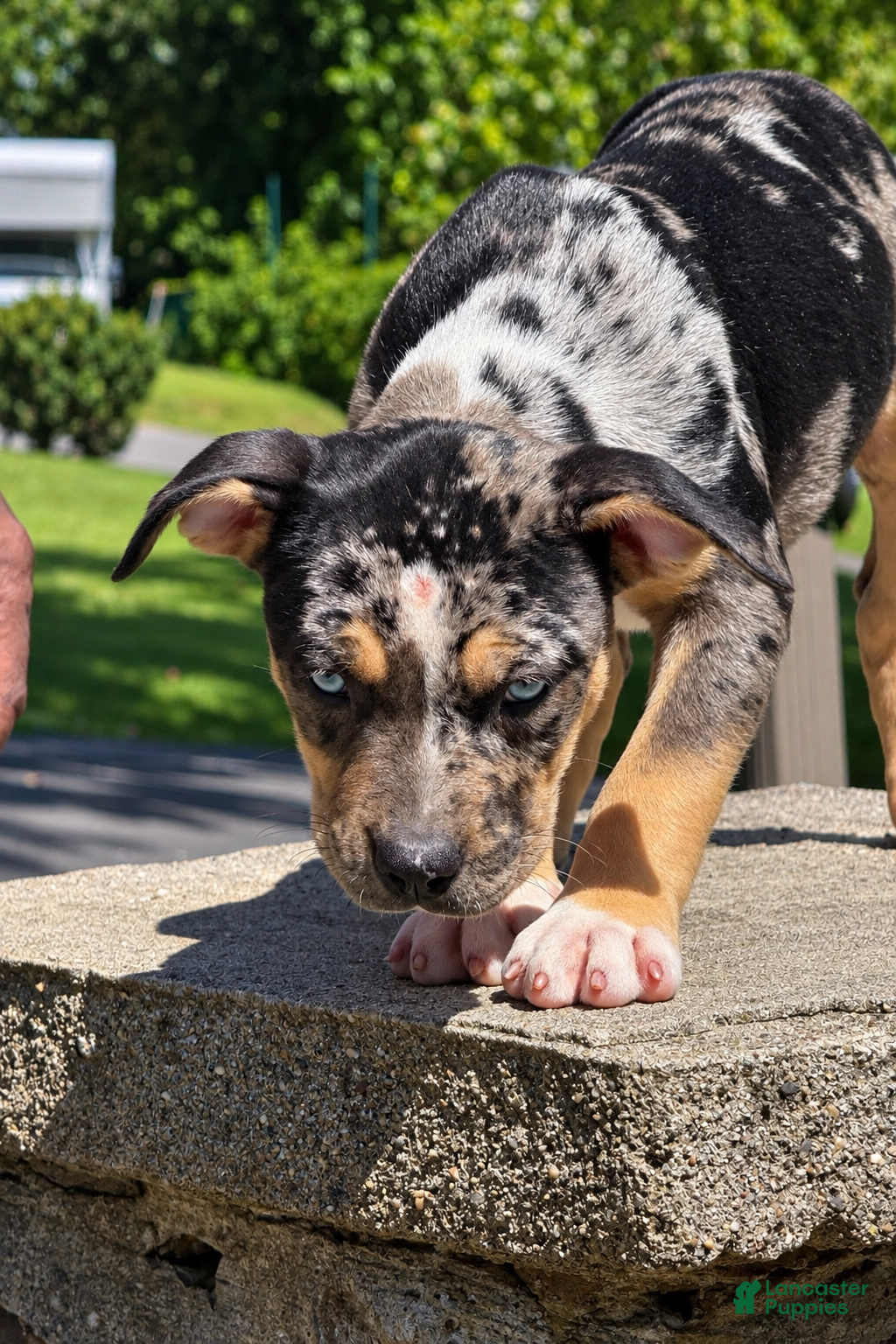 American Bully dogs Monopoly - Ad 1