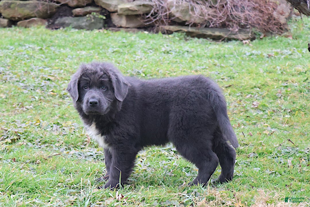 Newfoundland dogs for sale: Dolly - Ad 4