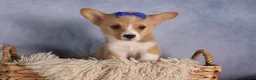 Welsh Corgi Pembroke dogs for sale: Charlie 🐾💙 - Ad 12