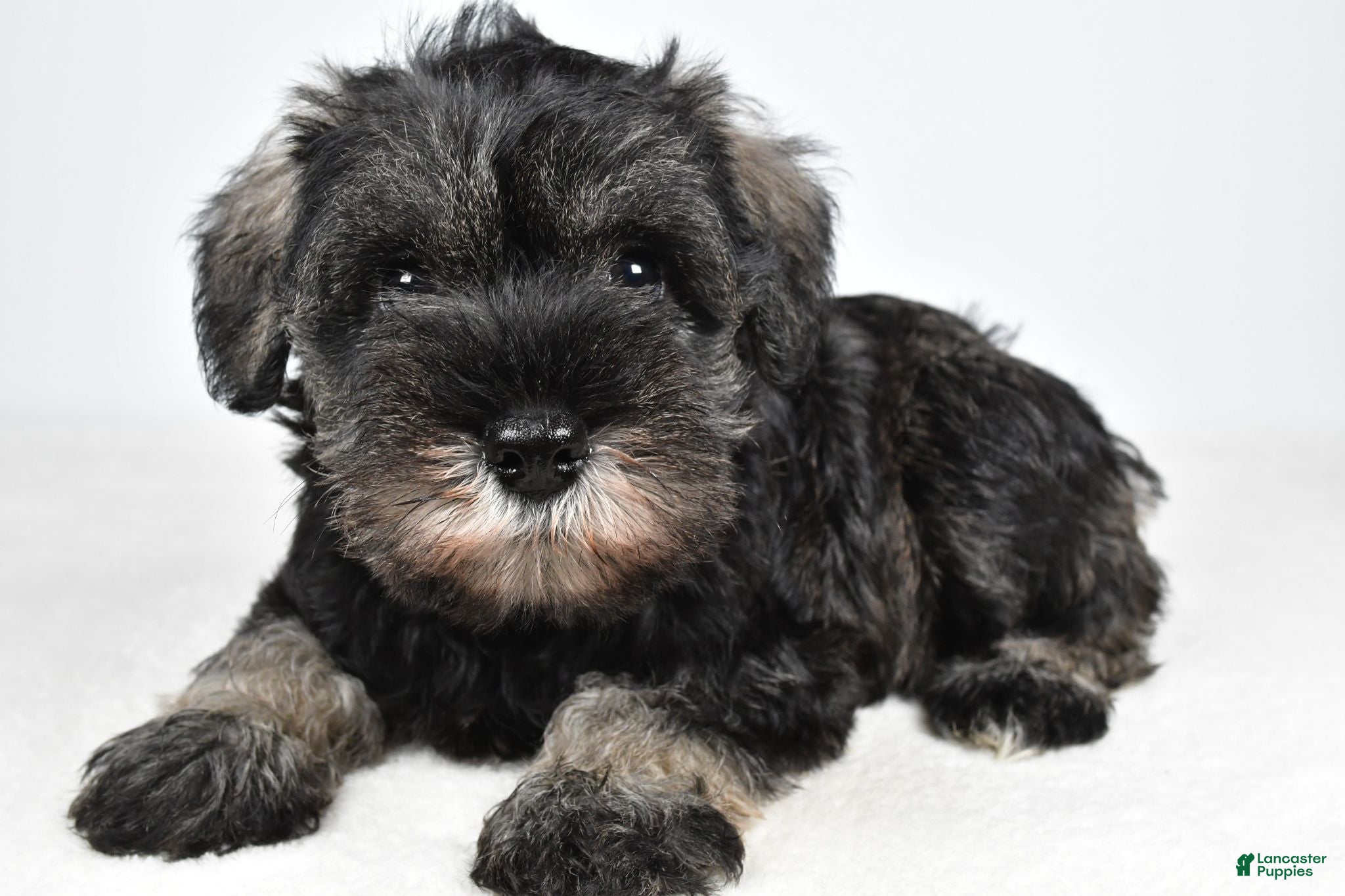 Miniature Schnauzer dogs Macy - Ad 1