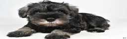 Miniature Schnauzer dogs for sale: Macy - Ad 1