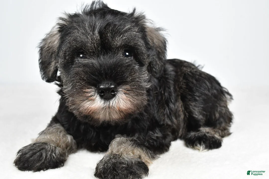 Miniature Schnauzer dogs for sale: Macy - Ad 1