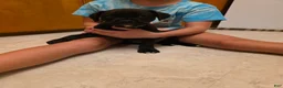 Boxer dogs for sale: Ziggy - Ad 5