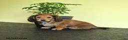 Miniature Dachshund dogs for sale: Lynette - Ad 2