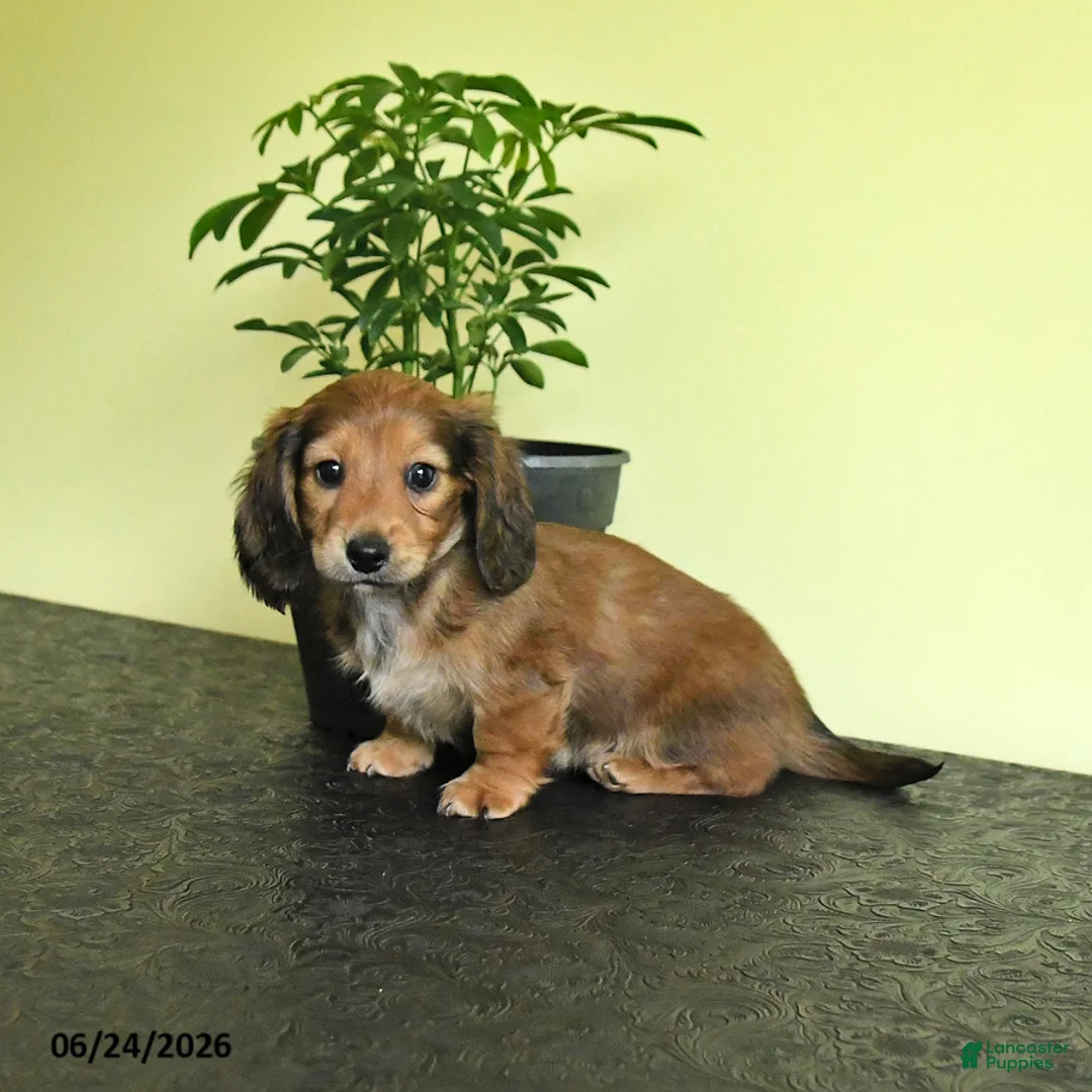 Miniature Dachshund dogs for sale: Lynette - Ad 2
