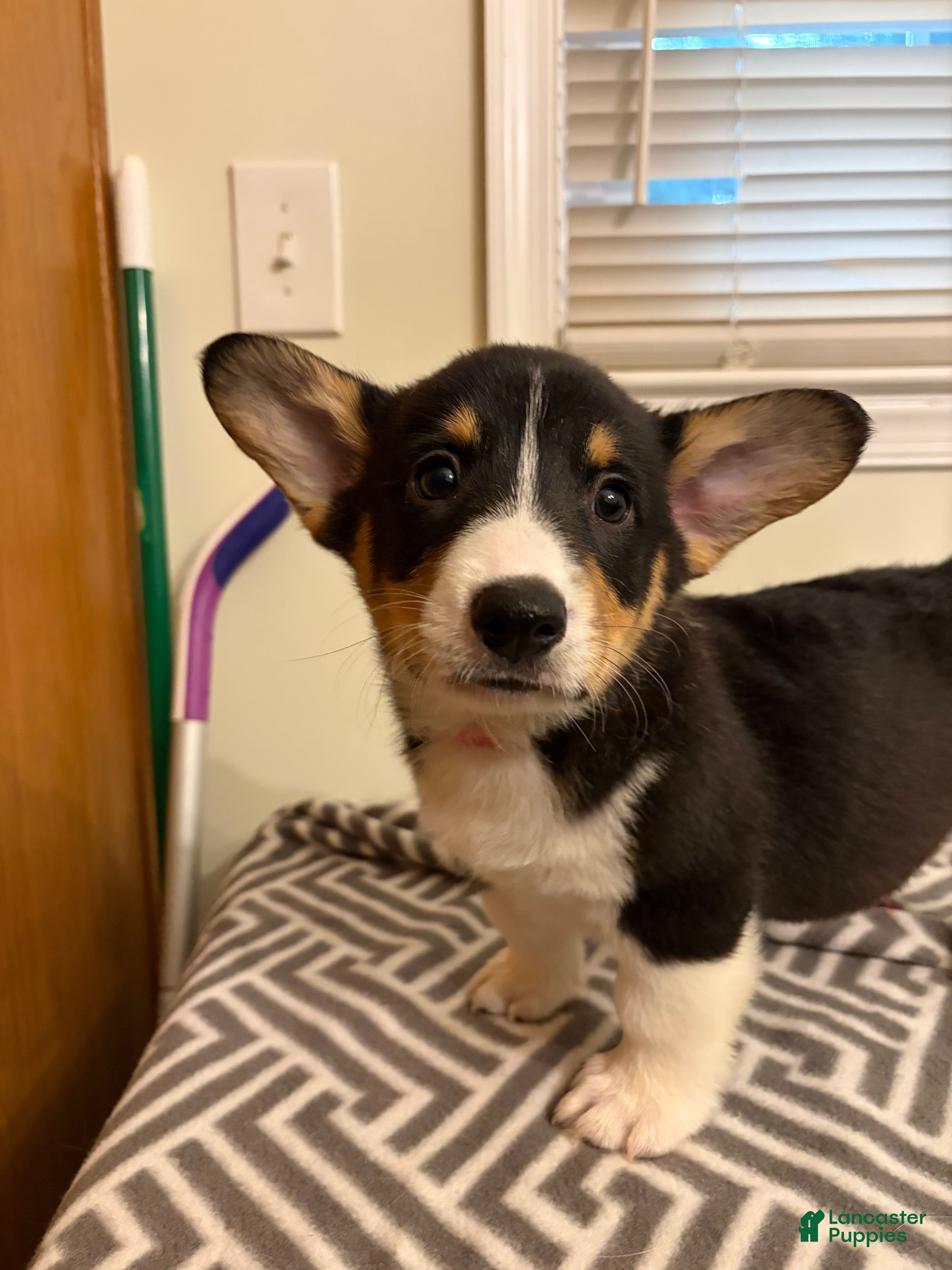 Welsh Corgi Pembroke dogs Max - Ad 20