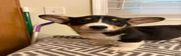 Welsh Corgi Pembroke dogs for sale: Max - Ad 1