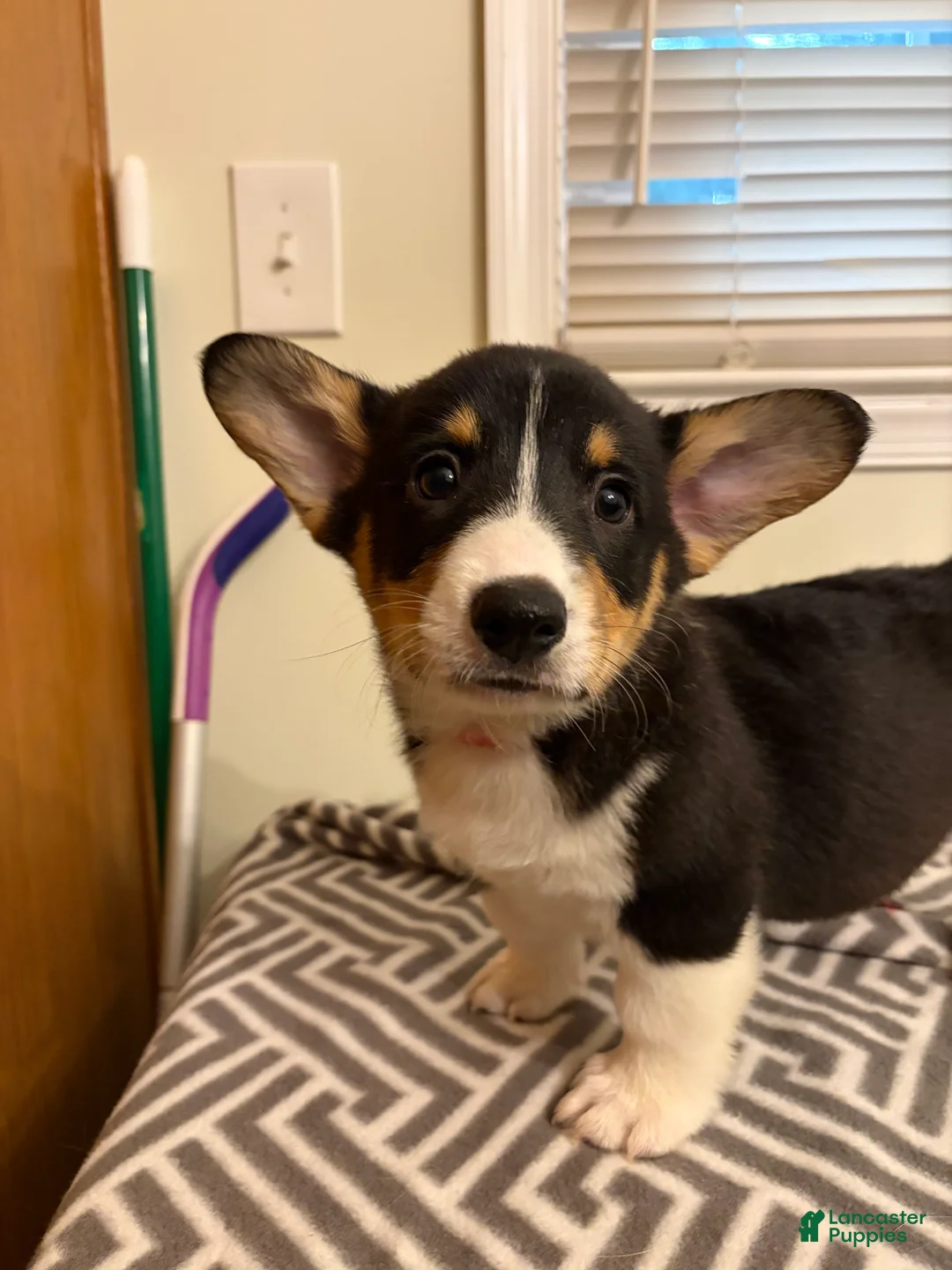 Welsh Corgi Pembroke dogs for sale: Max - Ad 1