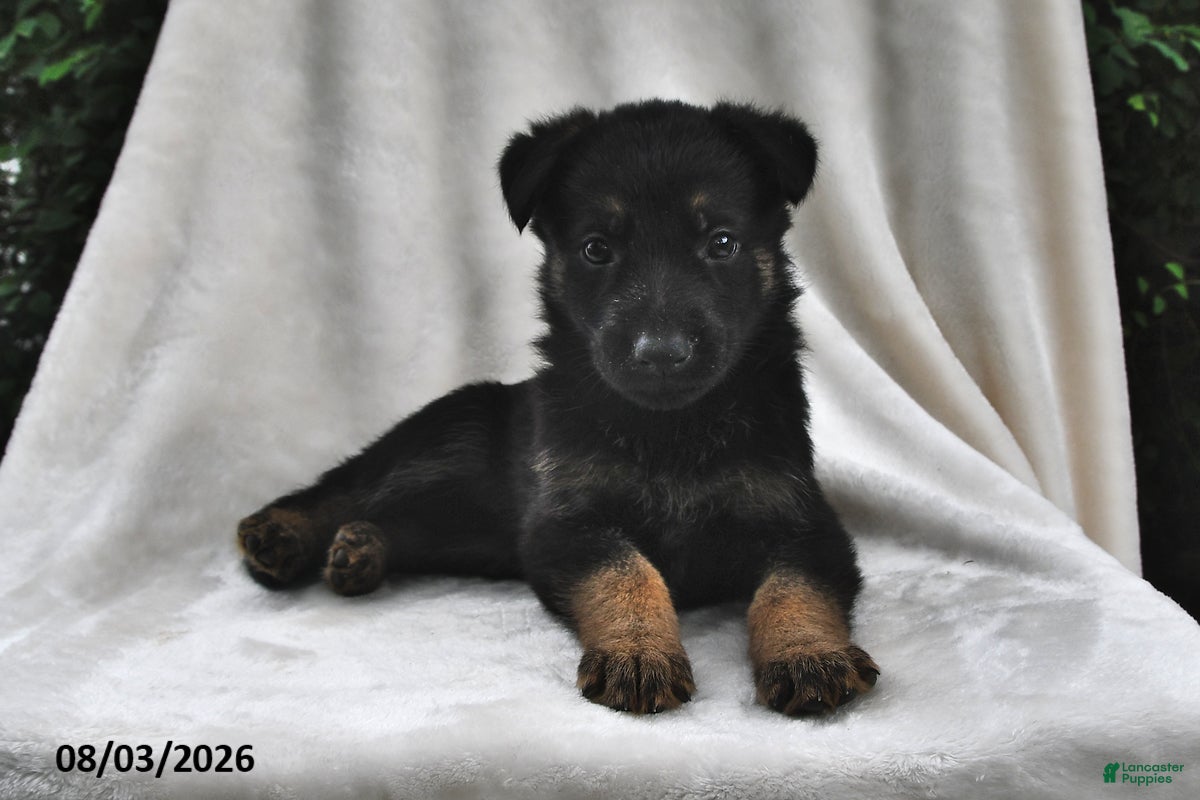 German Shepherd dogs Raven - Ad 1