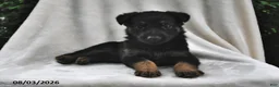 German Shepherd dogs for sale: Raven - Ad 1