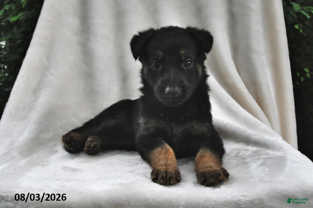 German Shepherd dogs for sale: Raven - Ad 1
