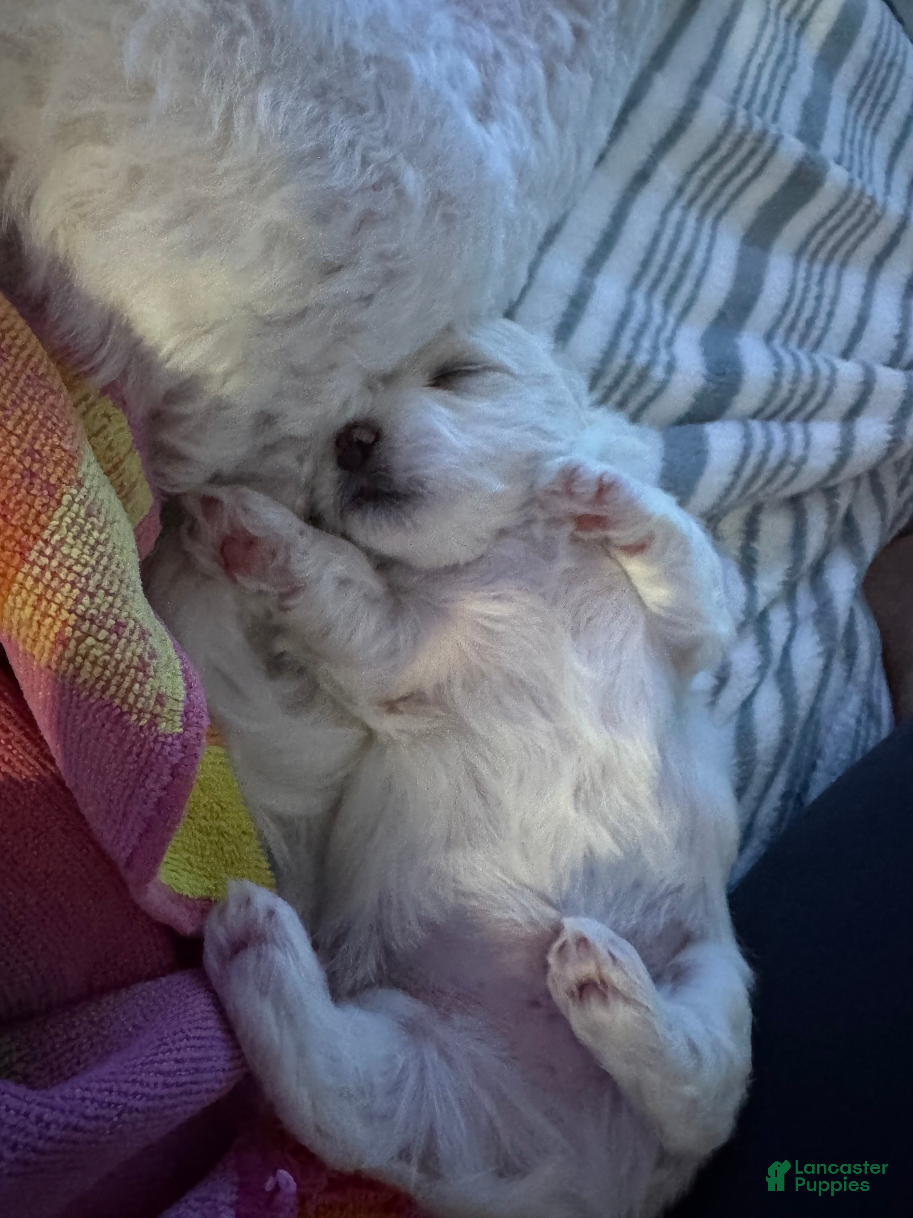 Maltese dogs Maltese 2 - Ad 2
