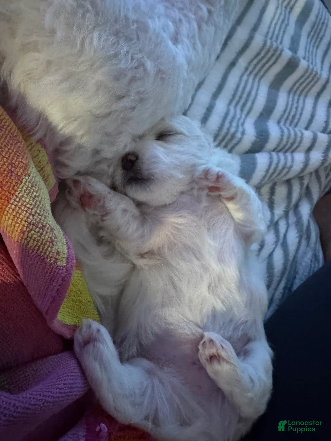 Maltese dogs for sale: Maltese 2 - Ad 2