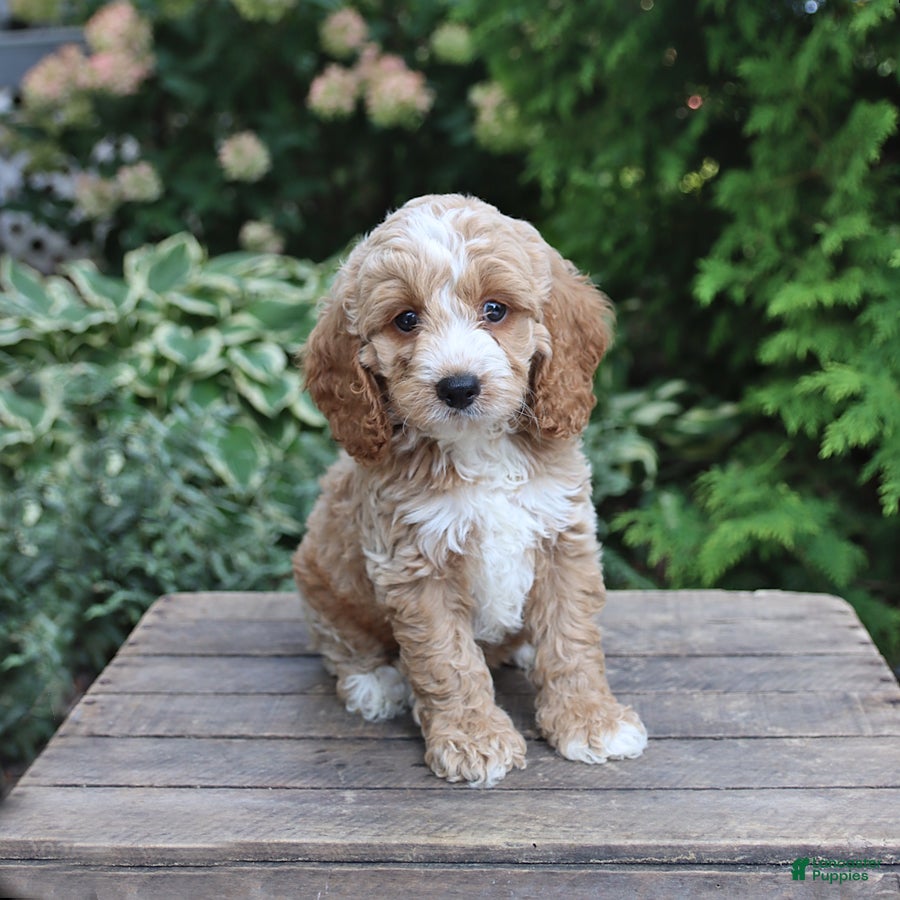 Cockapoo dogs Duke - Ad 1