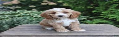 Duke