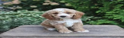 Cockapoo dogs for sale: Duke - Ad 1