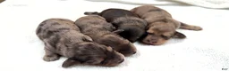 Miniature Dachshund dogs for sale: Uk cream dapple  - Ad 4