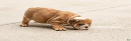 English Bulldog dogs for sale: Bailey  - Ad 6