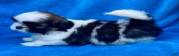 Shih Tzu dogs for sale: Buddy  - Ad 3